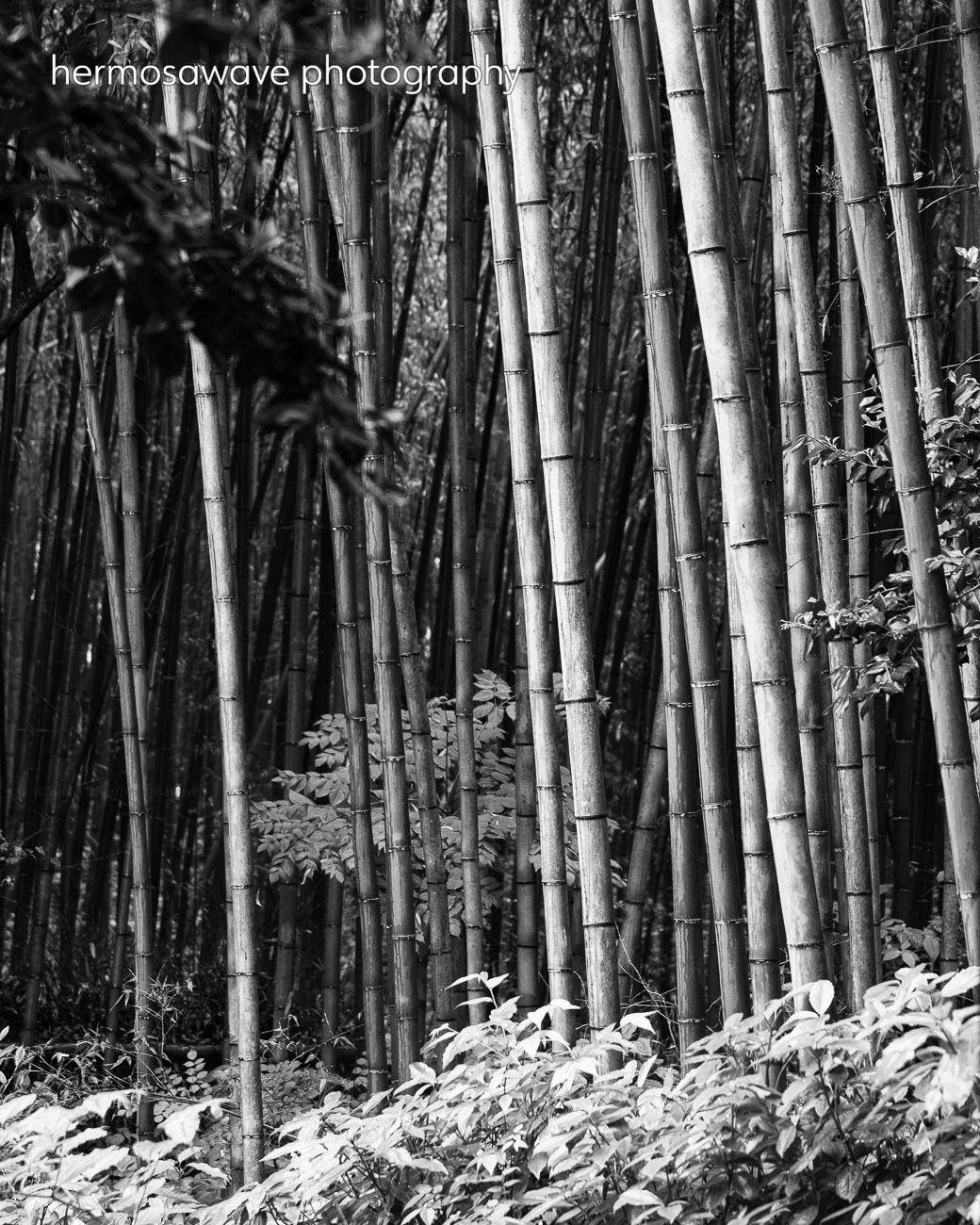 Bamboo in Black & White・白黒の竹