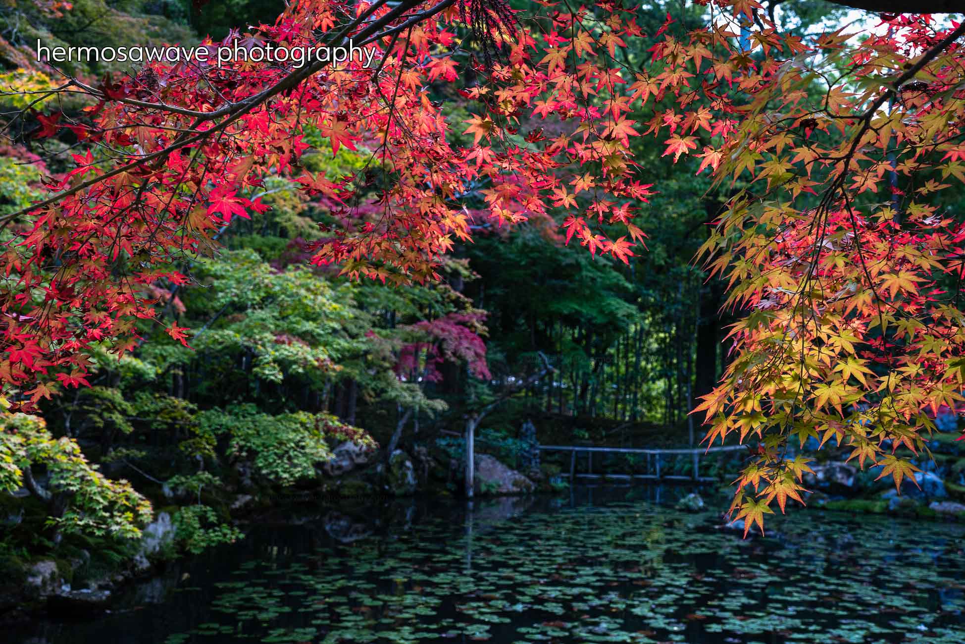 Maple Leaves・紅葉