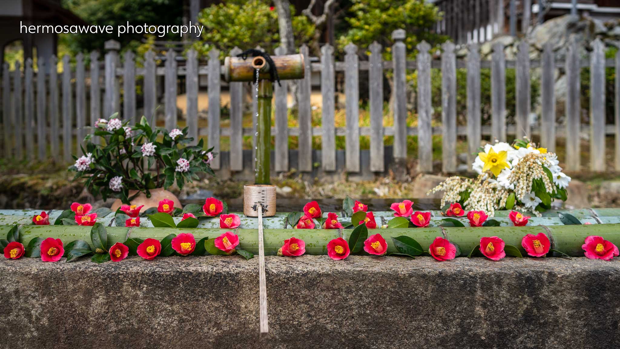 Camellia Water Basin・手水鉢の椿
