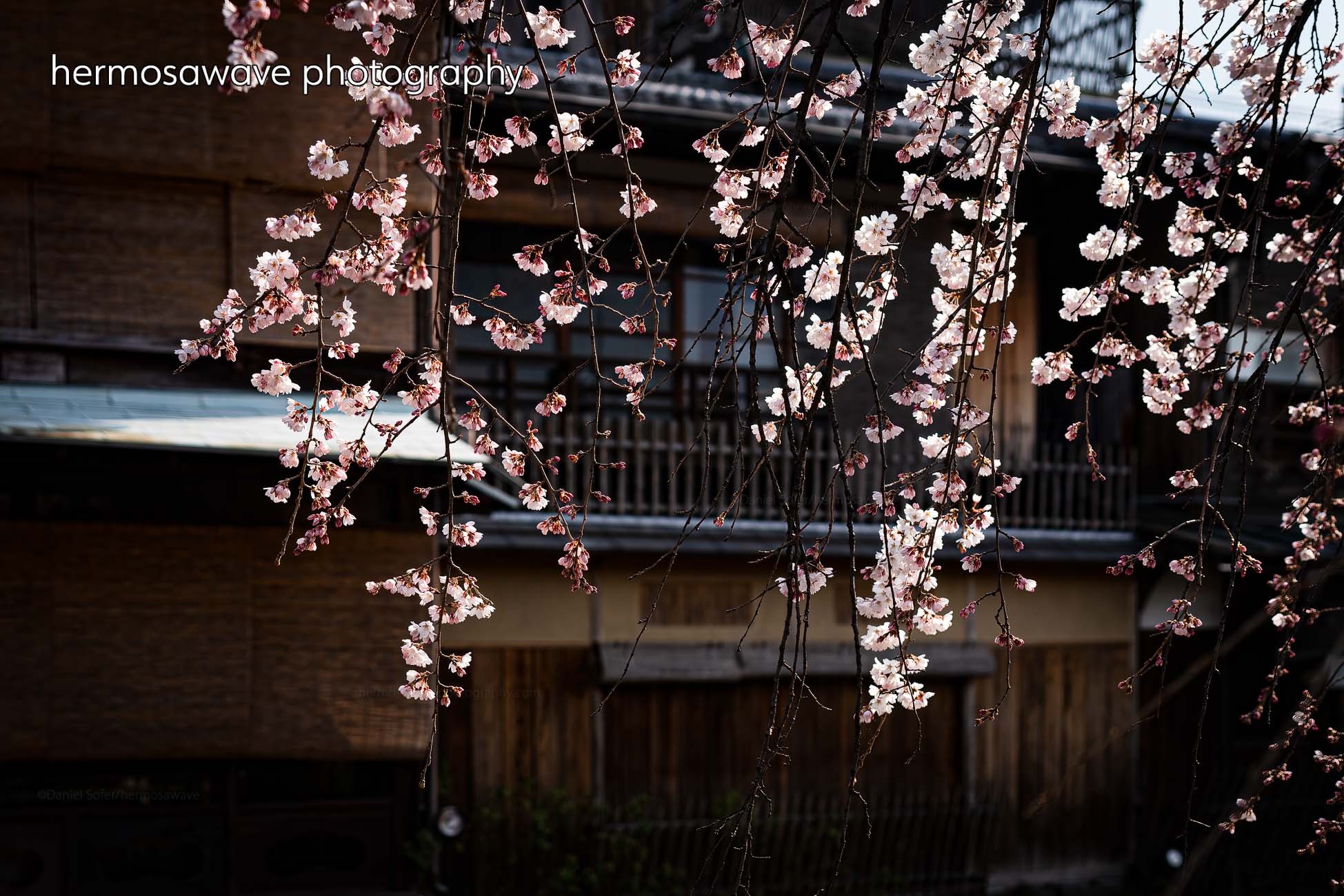 Weeping Sakura・しだれ桜