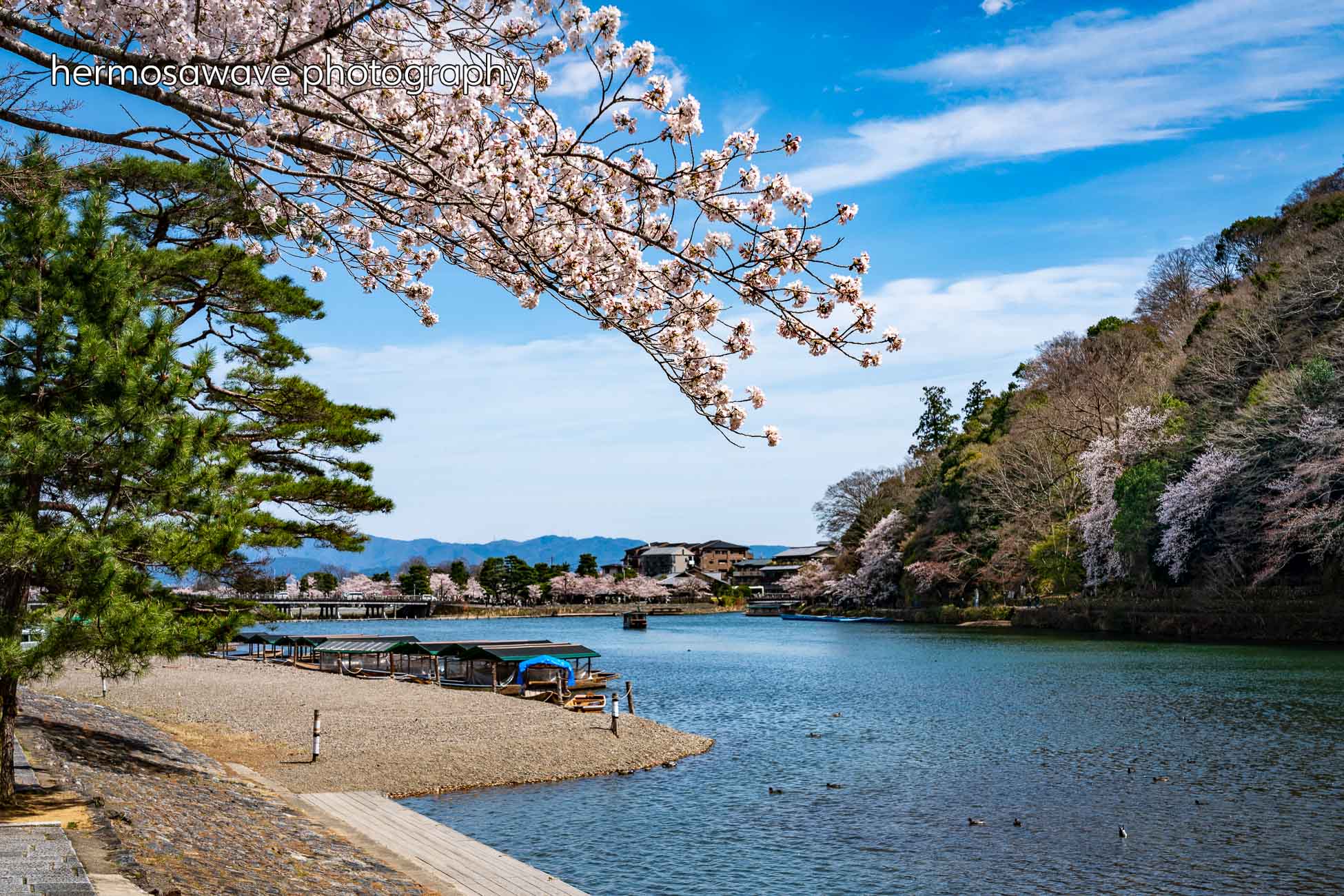 Sakura Arashiyama・嵐山の桜