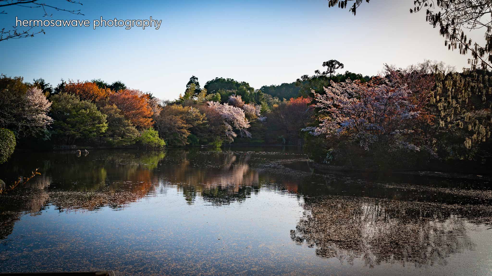 Pond at Ryoanji・龍安寺の池