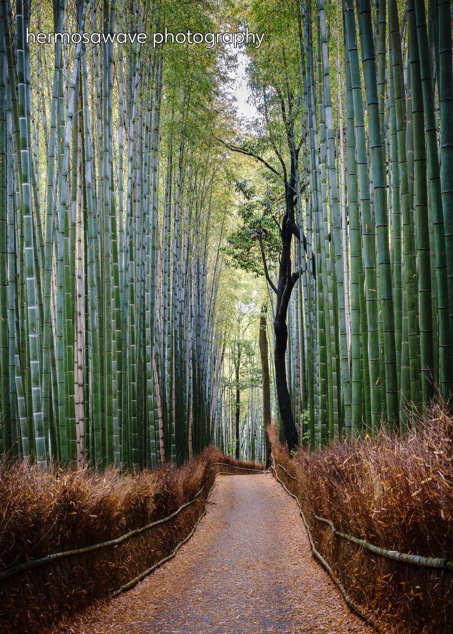 Bamboo Path・竹林