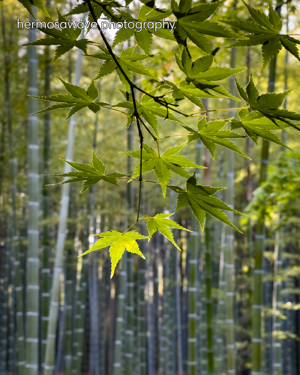 More Maple & Bamboo・もみじ&竹