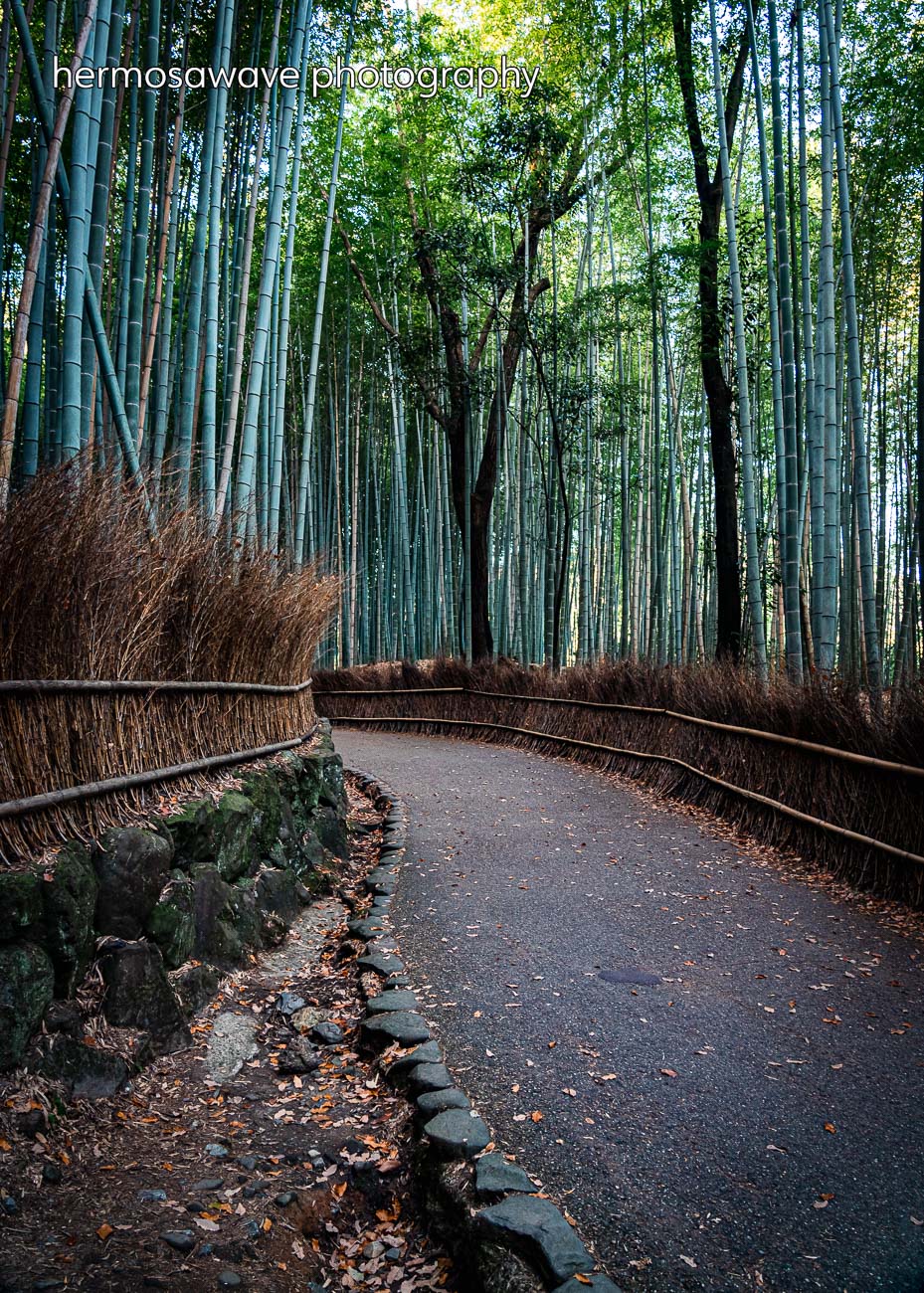 Bamboo Path・竹道