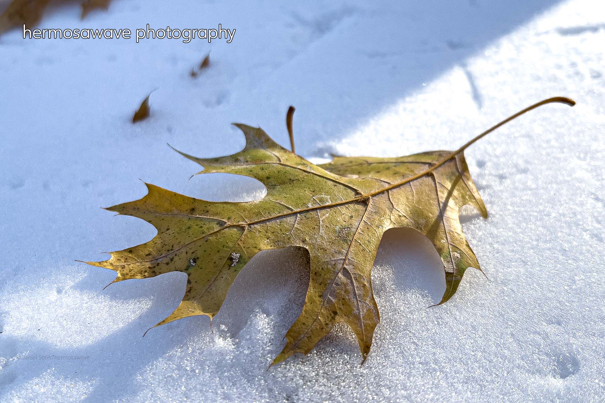 A Leaf in Snow