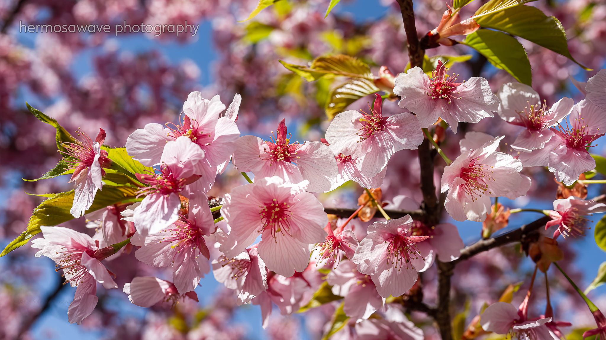 Sakura・桜