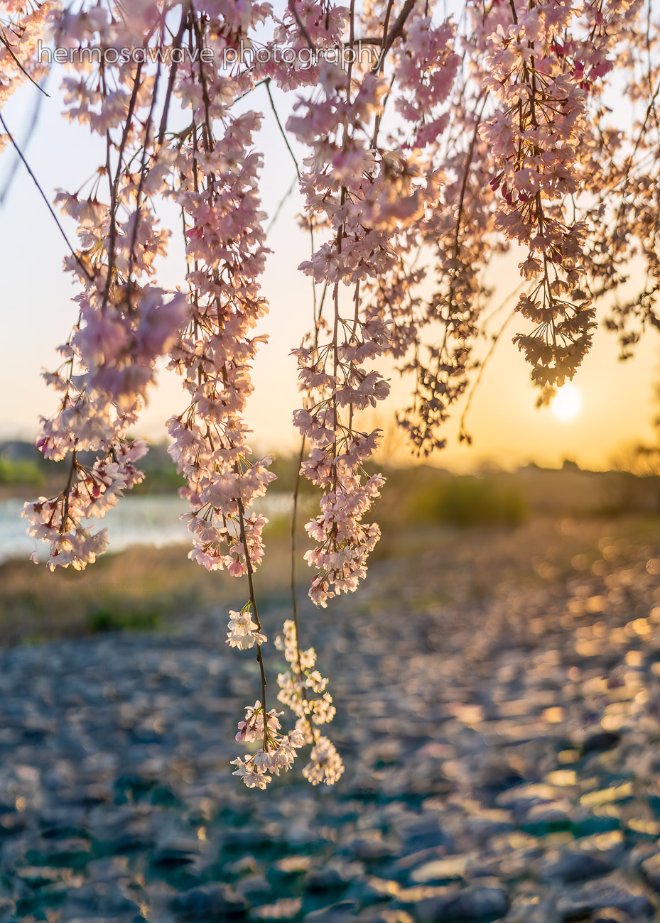 Sakura at Sunrise・朝焼けの桜