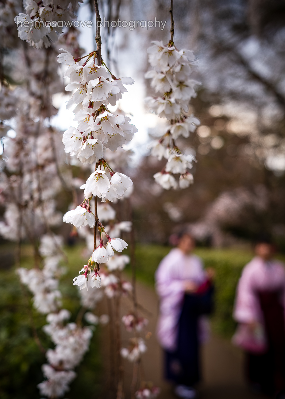 Palace Sakura・御所枝垂れ桜