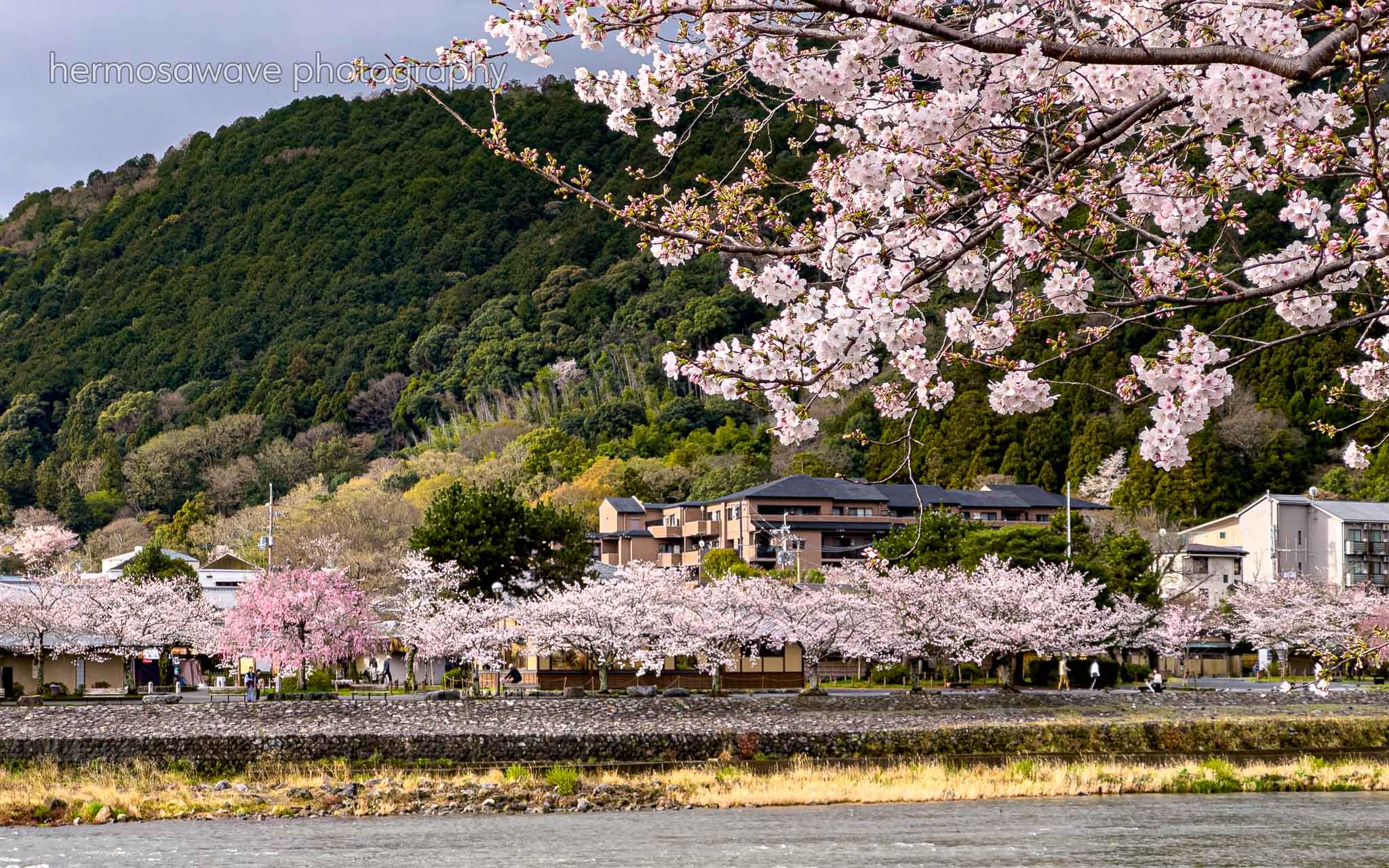 Arashiyama Sakura・嵐山の桜