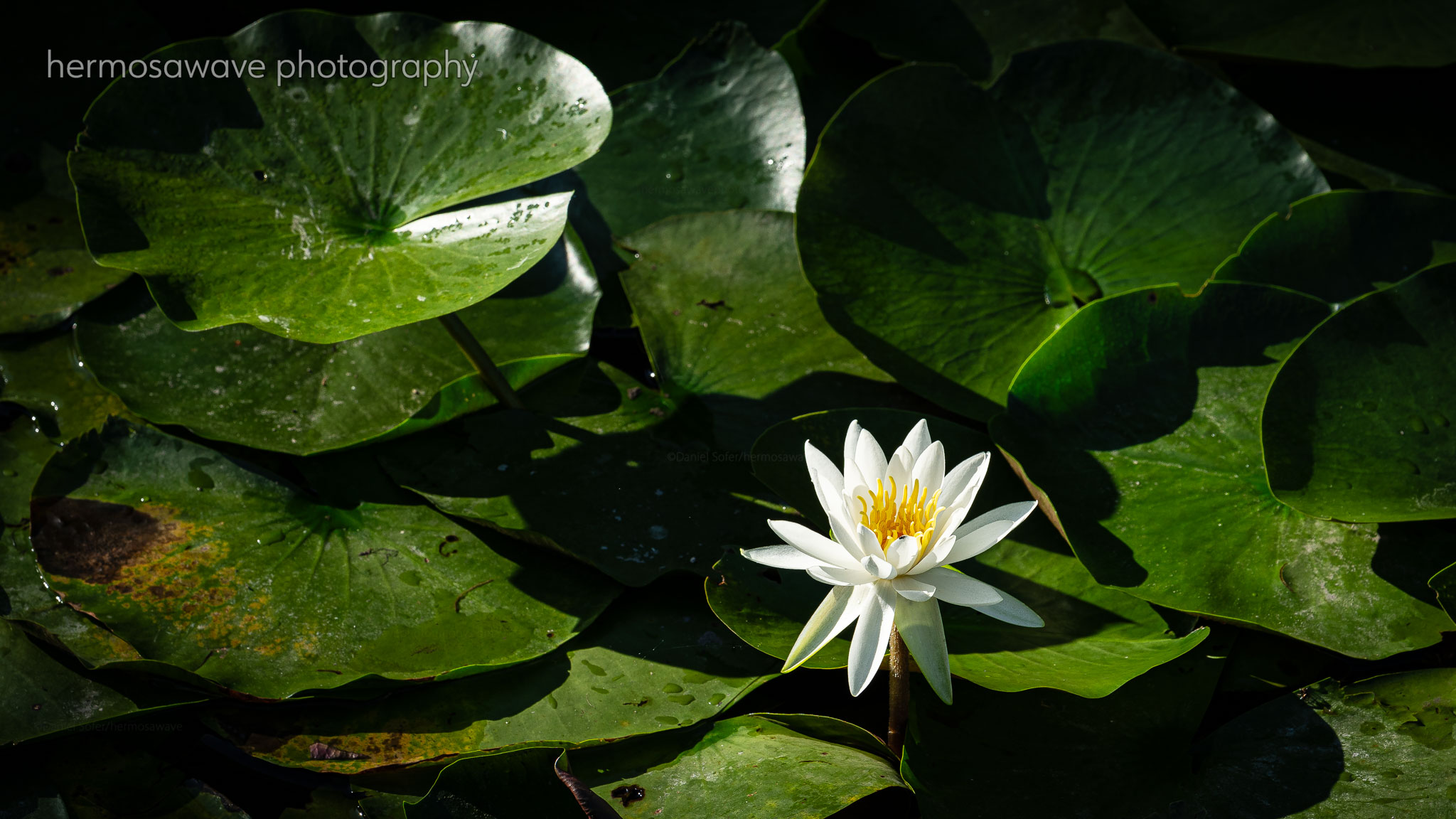Morning Lotus・朝蓮