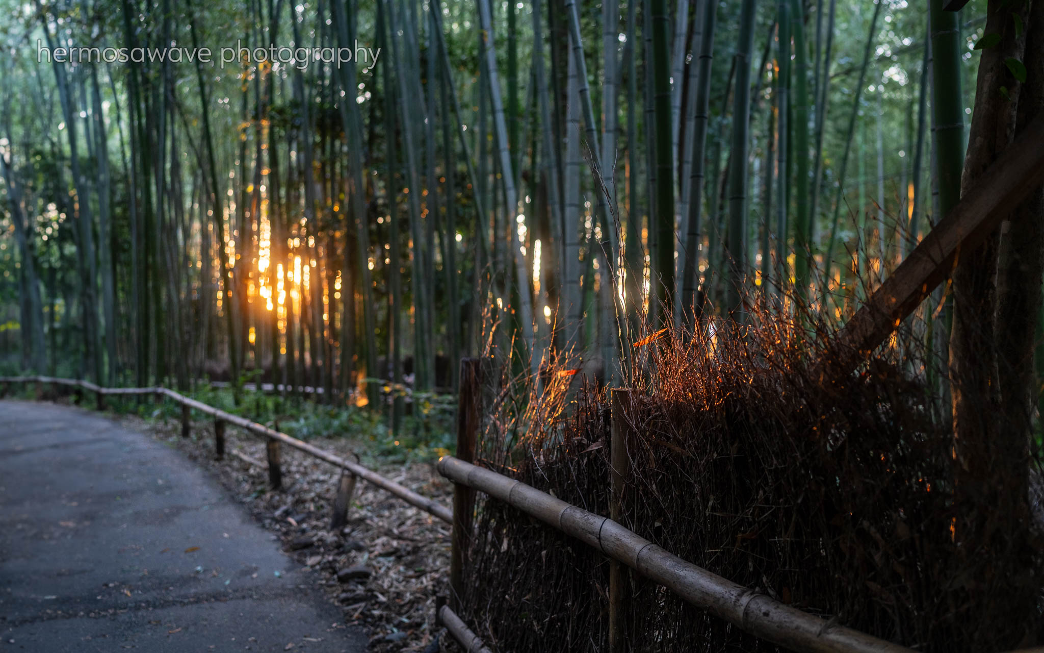 Bamboo Sunrise・竹林の日の出