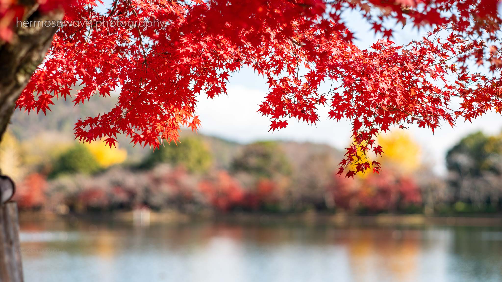 Red Maples at Osawa Pond・大沢池の紅葉
