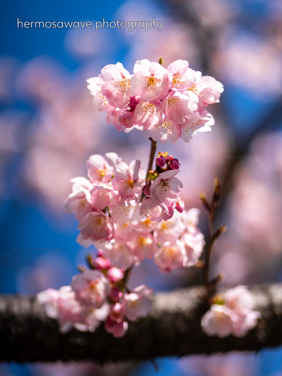 Sakura Season・桜の季節