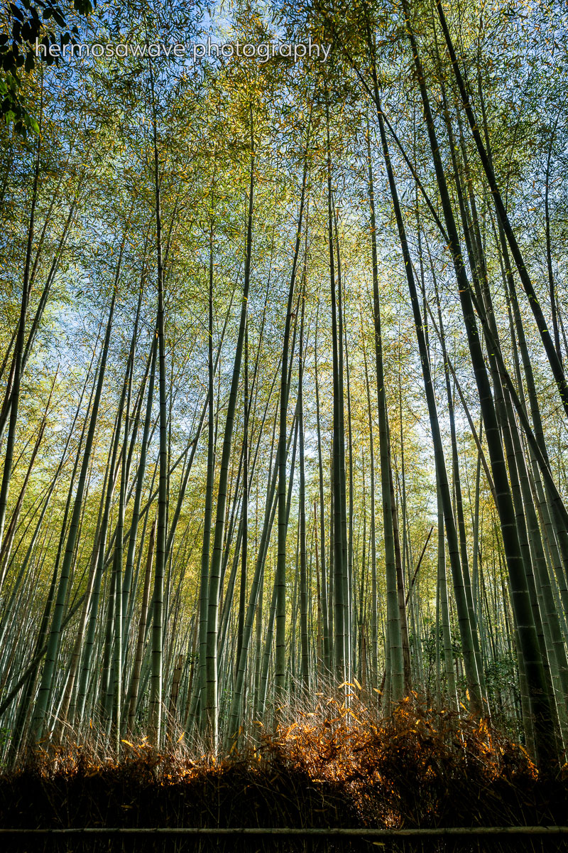 Bamboo Grove・竹林
