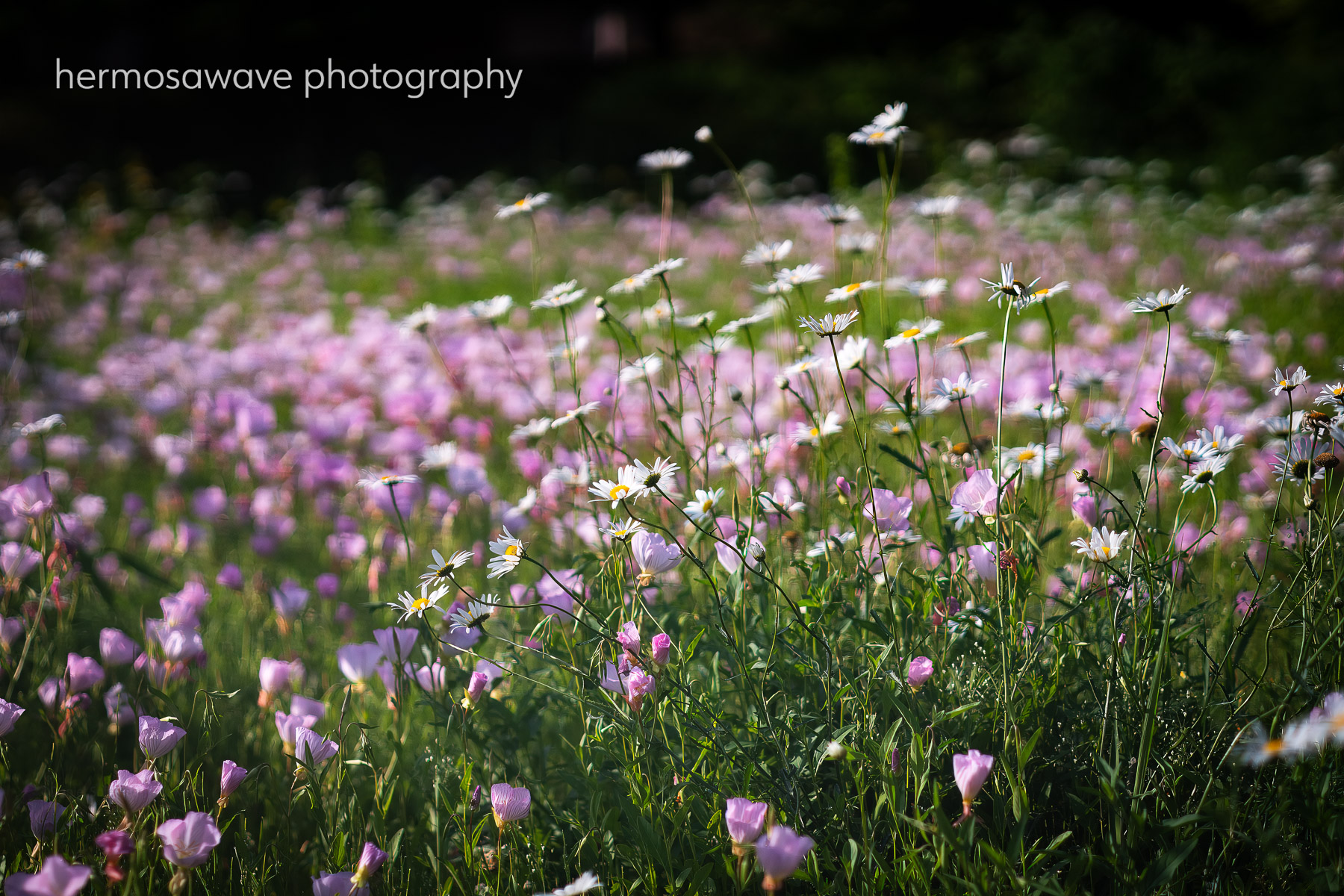 Flower Field in the Morning・朝の花畑