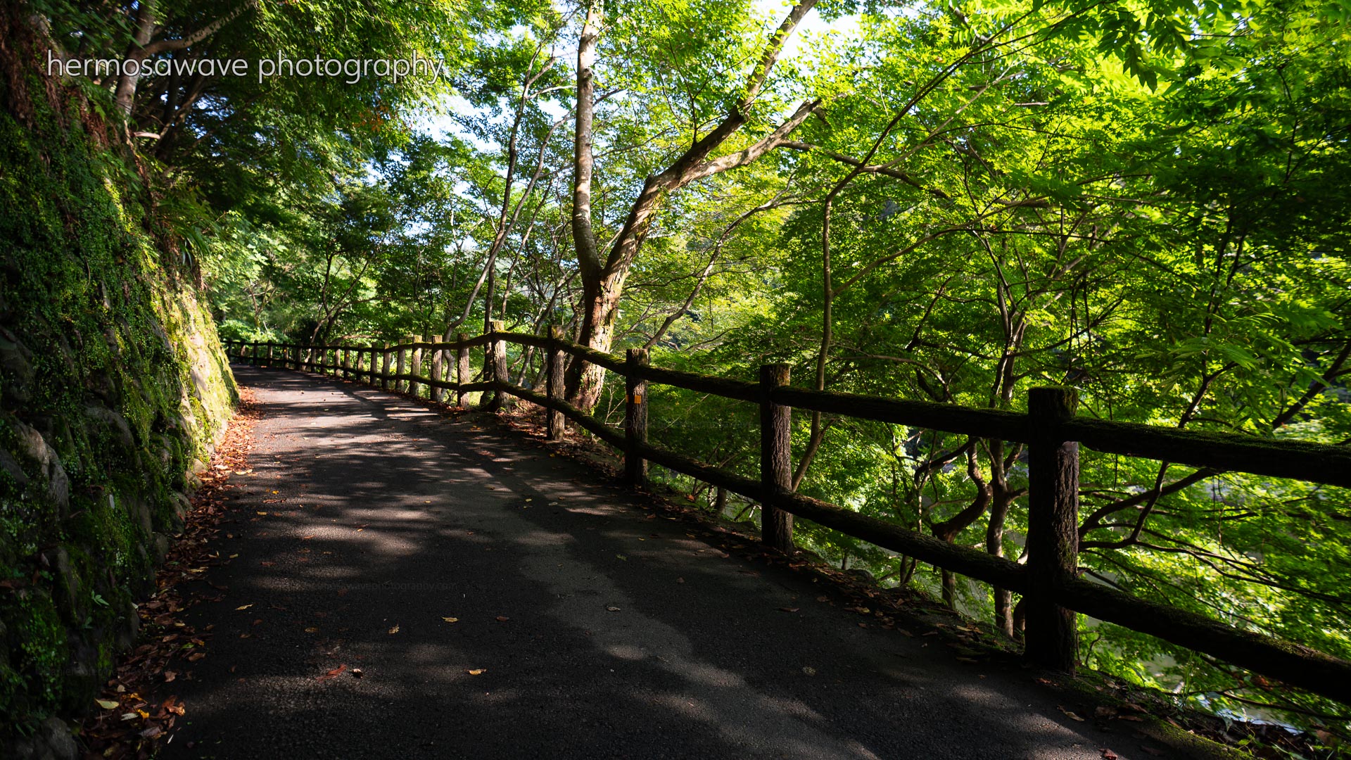 Morning Walk・朝散歩