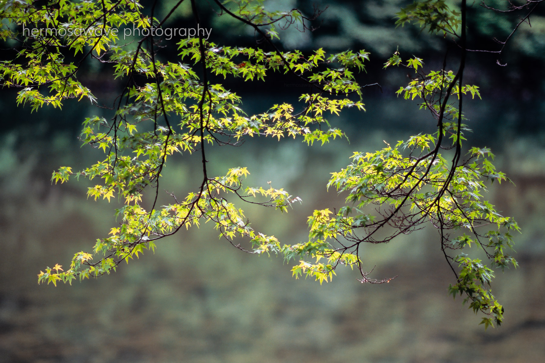 Maple Leaves Along the River・川沿いの楓の葉