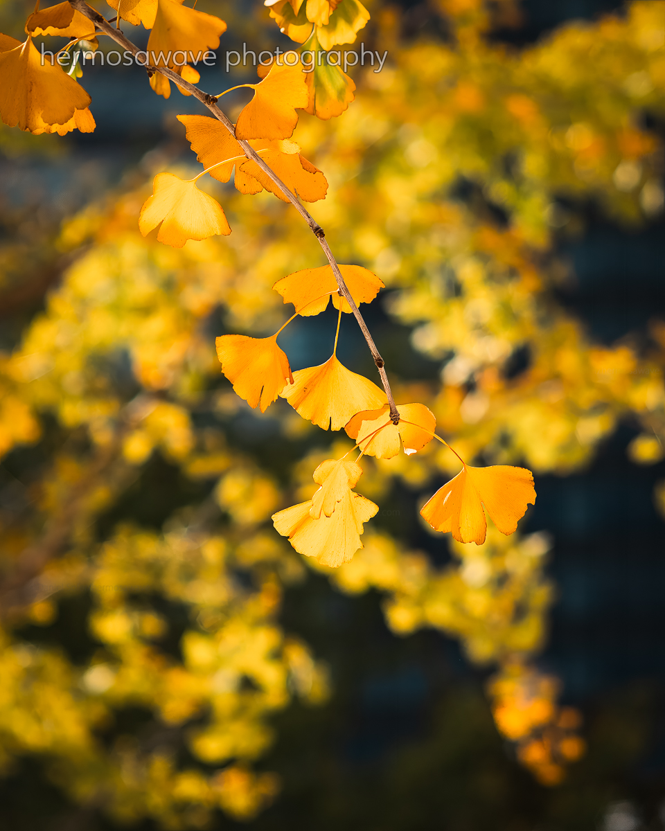 Golden Ginkgo・黄金色のイチョウ