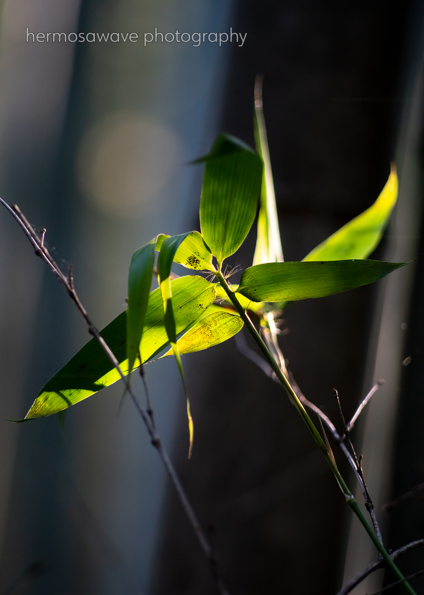 Bamboo Leaves・竹の葉