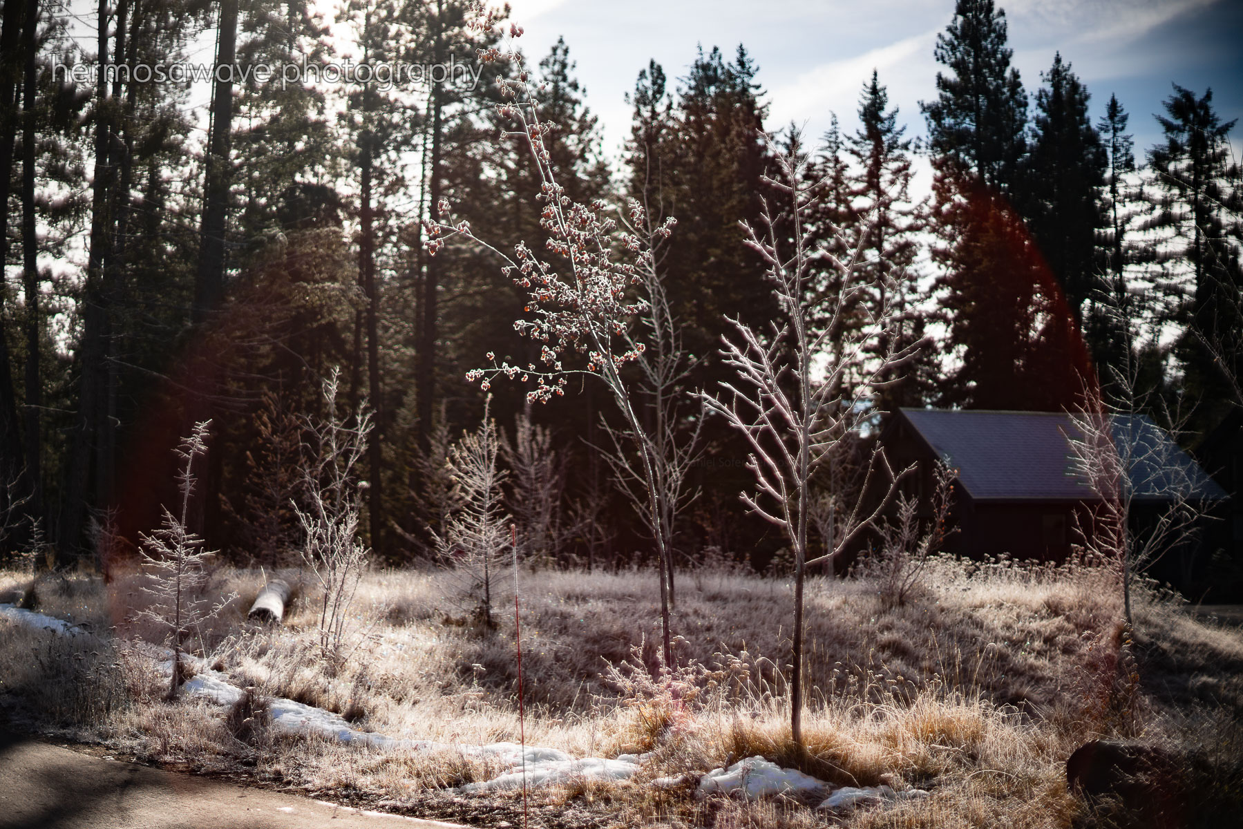 Winter Trees