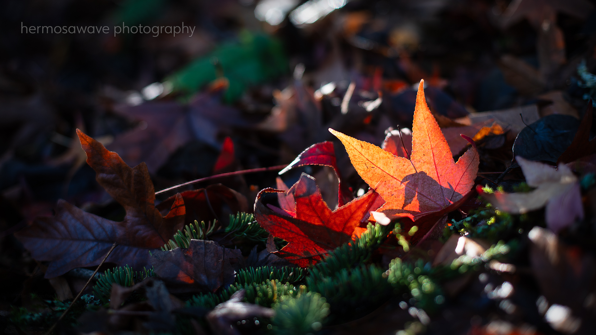 Autumn Leaves