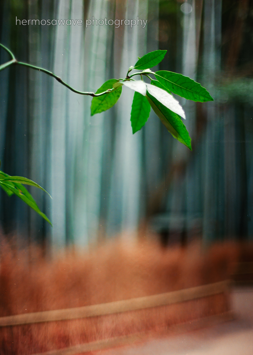 Leaves in the Grove・竹林の葉