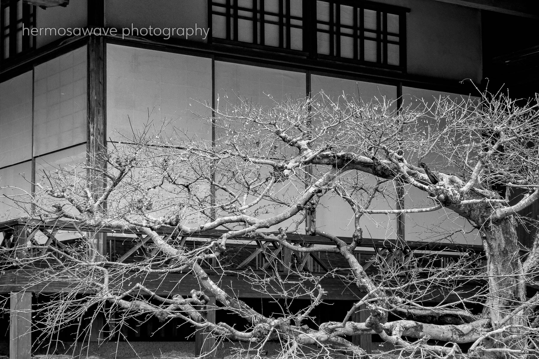 Barren Branches・不毛の枝