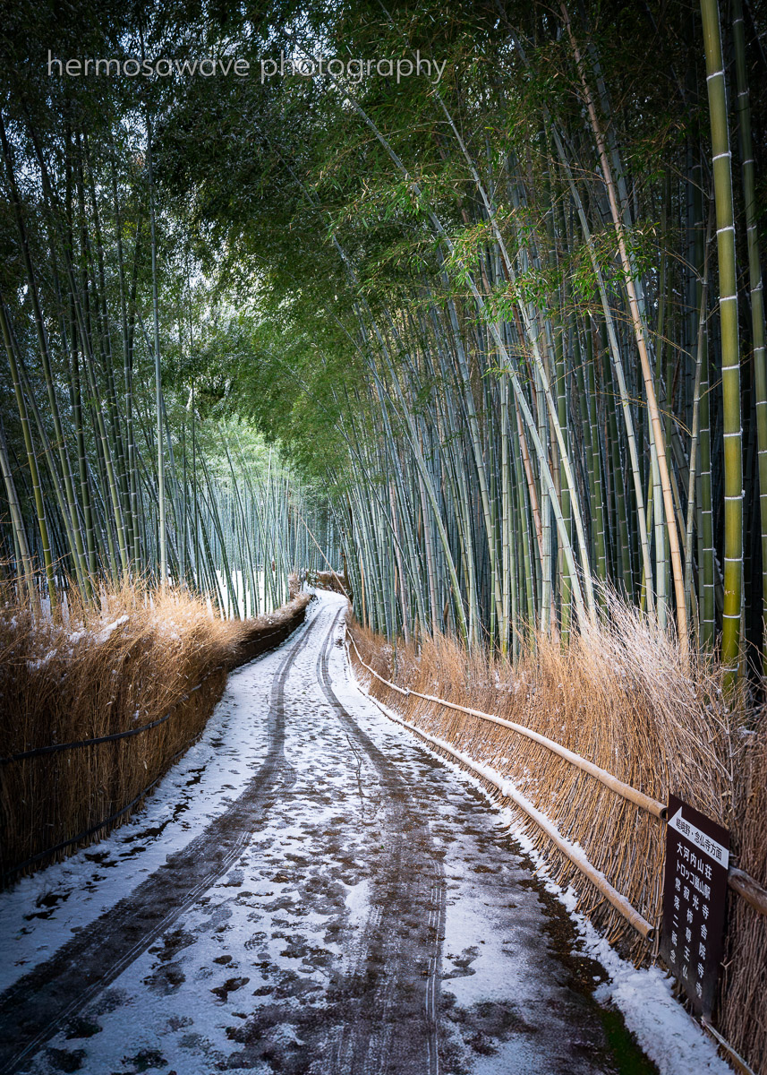 Bamboo Path・雪の竹林