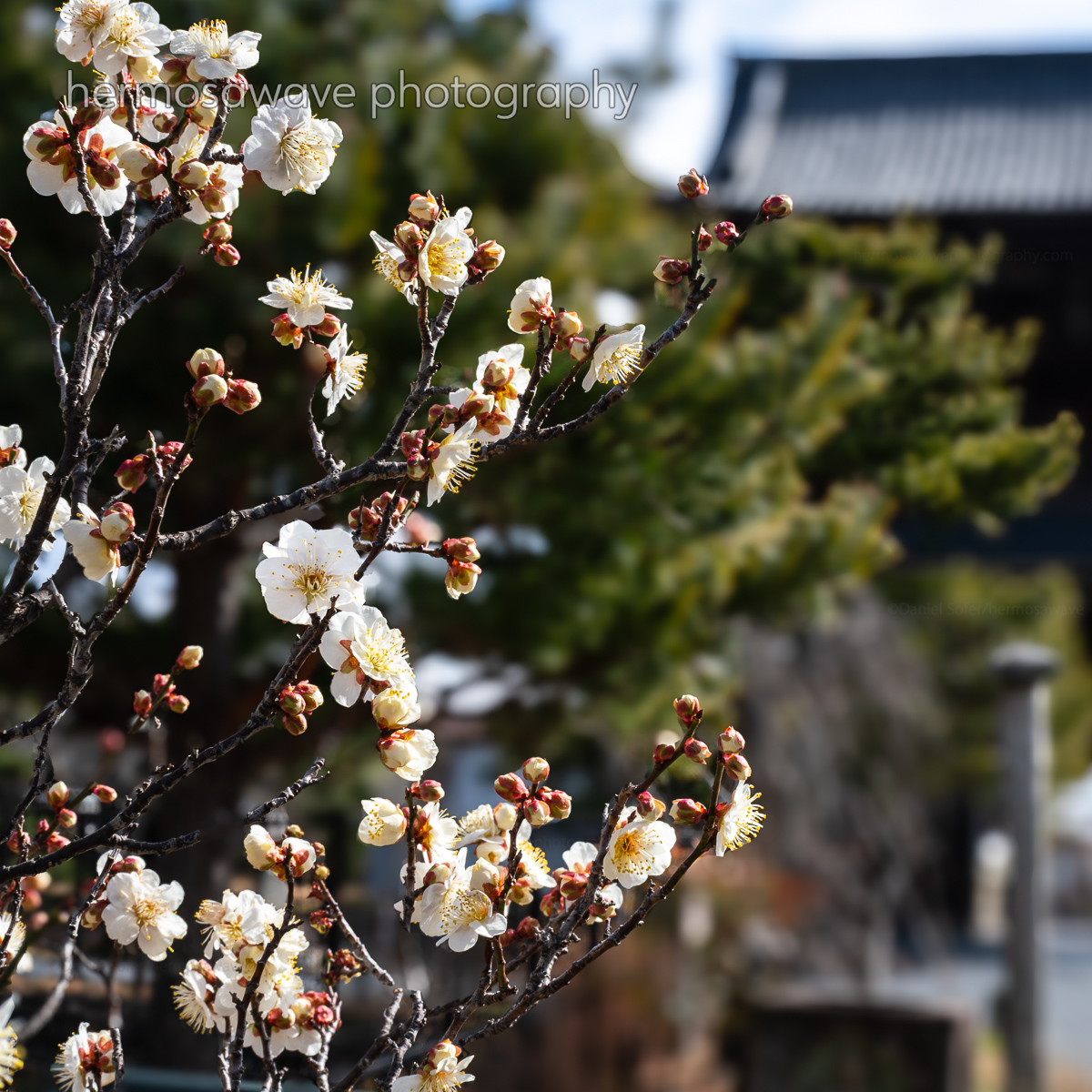 Ume at Seiryo-ji・清涼寺の梅花