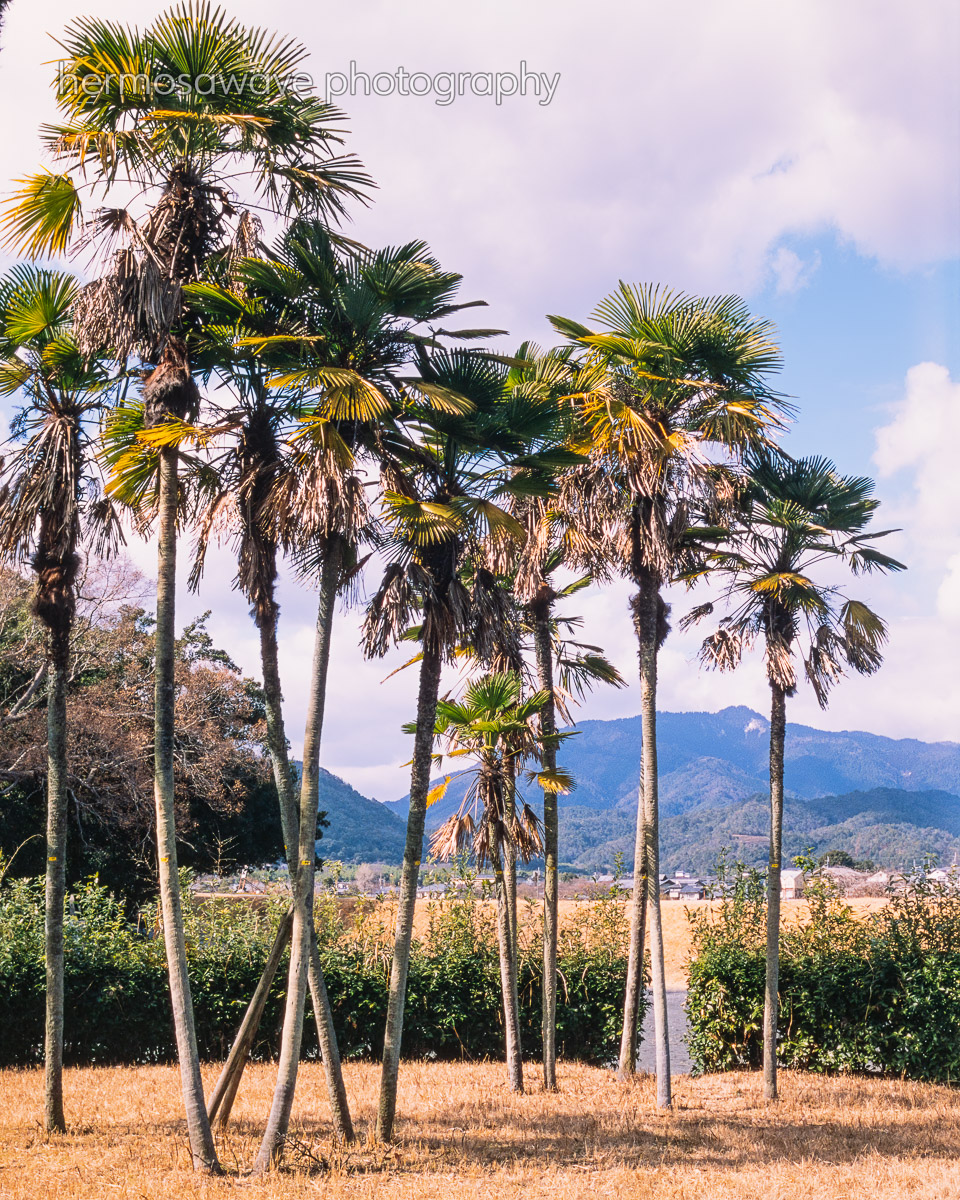 Hawaii Vibes・ハワイを感じる