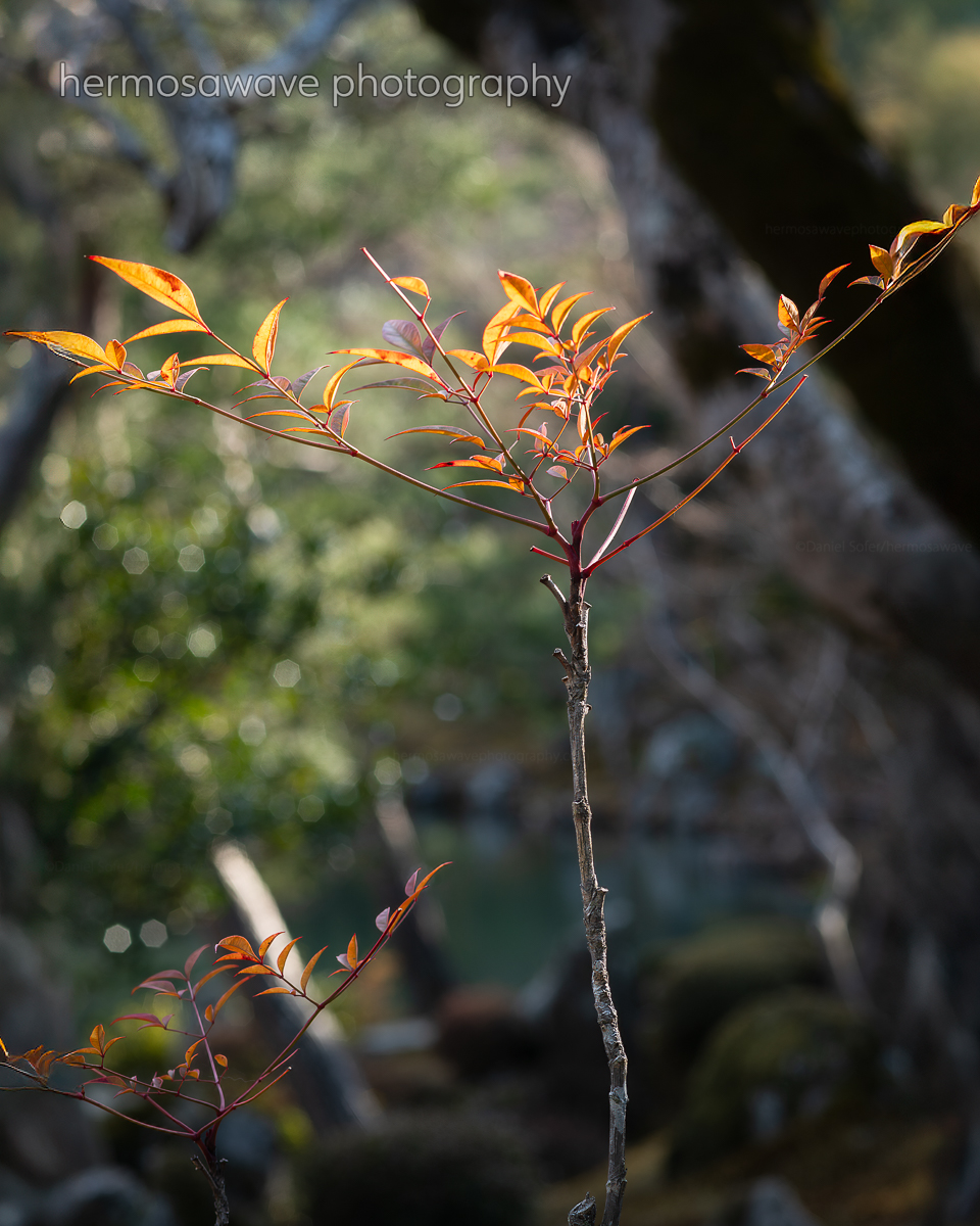 Leaves in the Sun・日だまりの葉