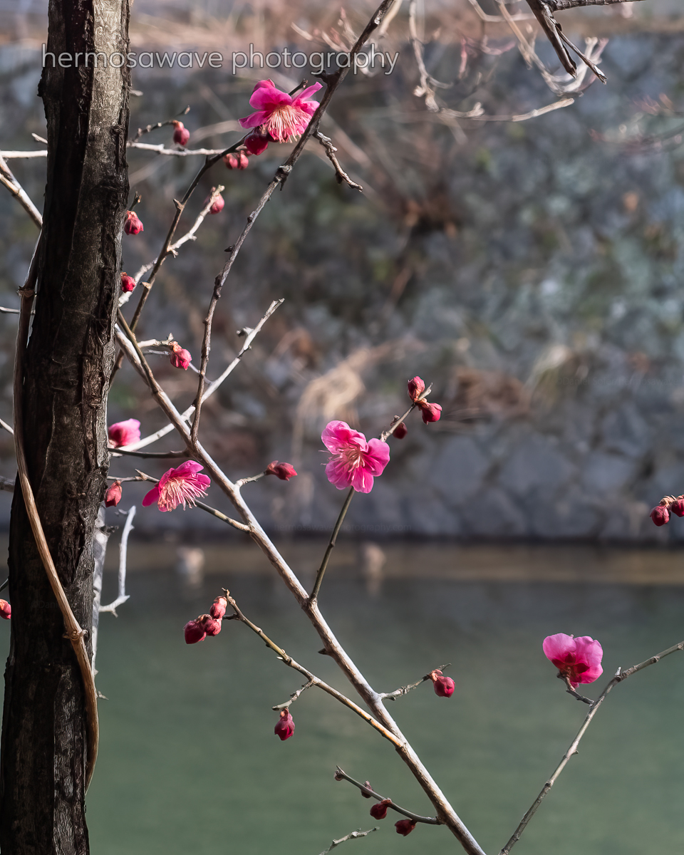 Pink Ume・ピンク色の梅