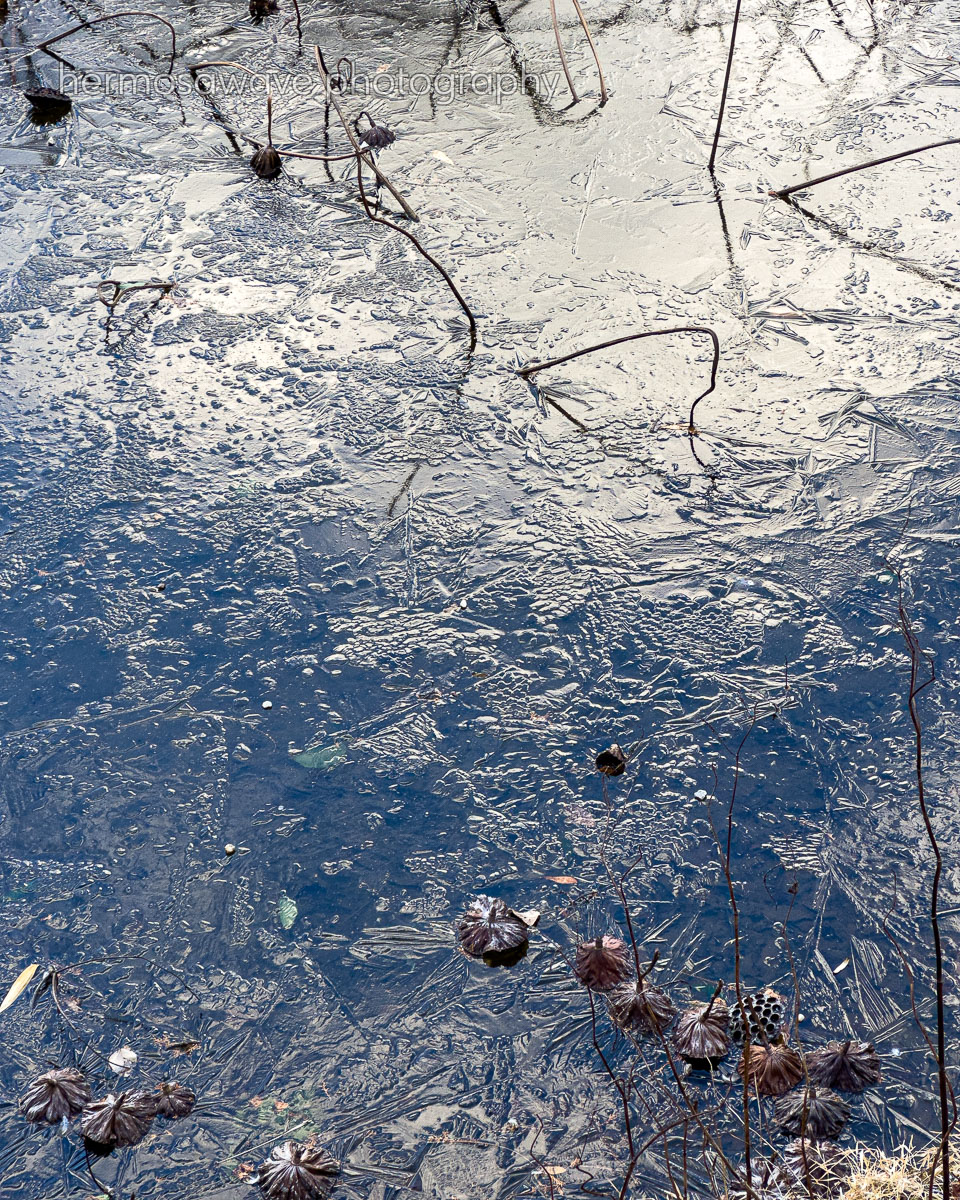 Ogura Pond・小倉池