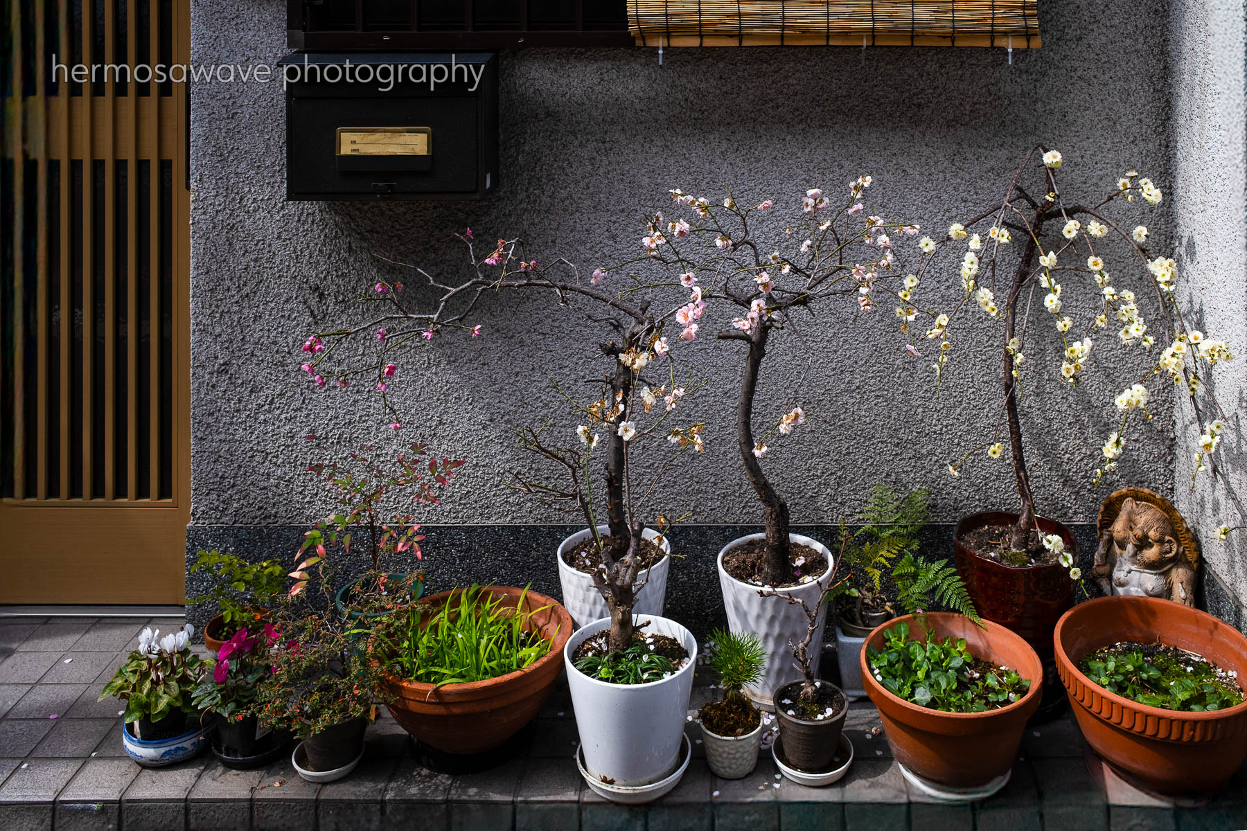 Ume Bonsai・梅盆栽