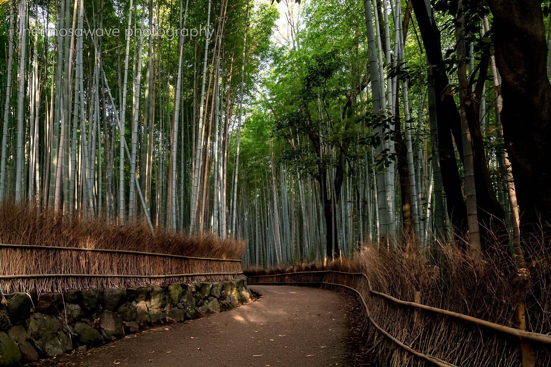 Bamboo Grove・竹林