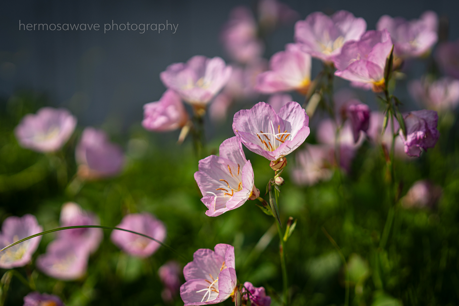 Evening Primrose・月見草