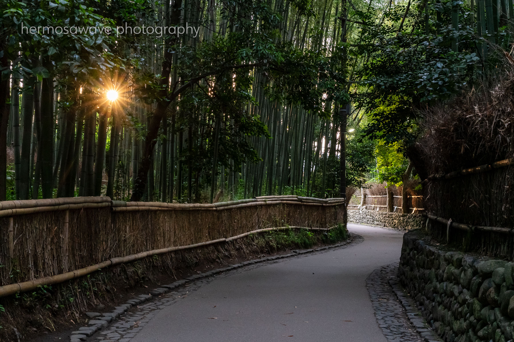 Morning in the Grove