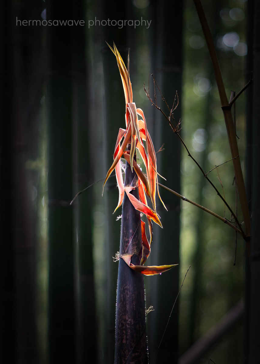 Bamboo Shoot・竹の子