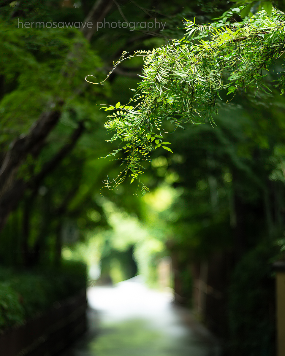 Green Season・緑の季節