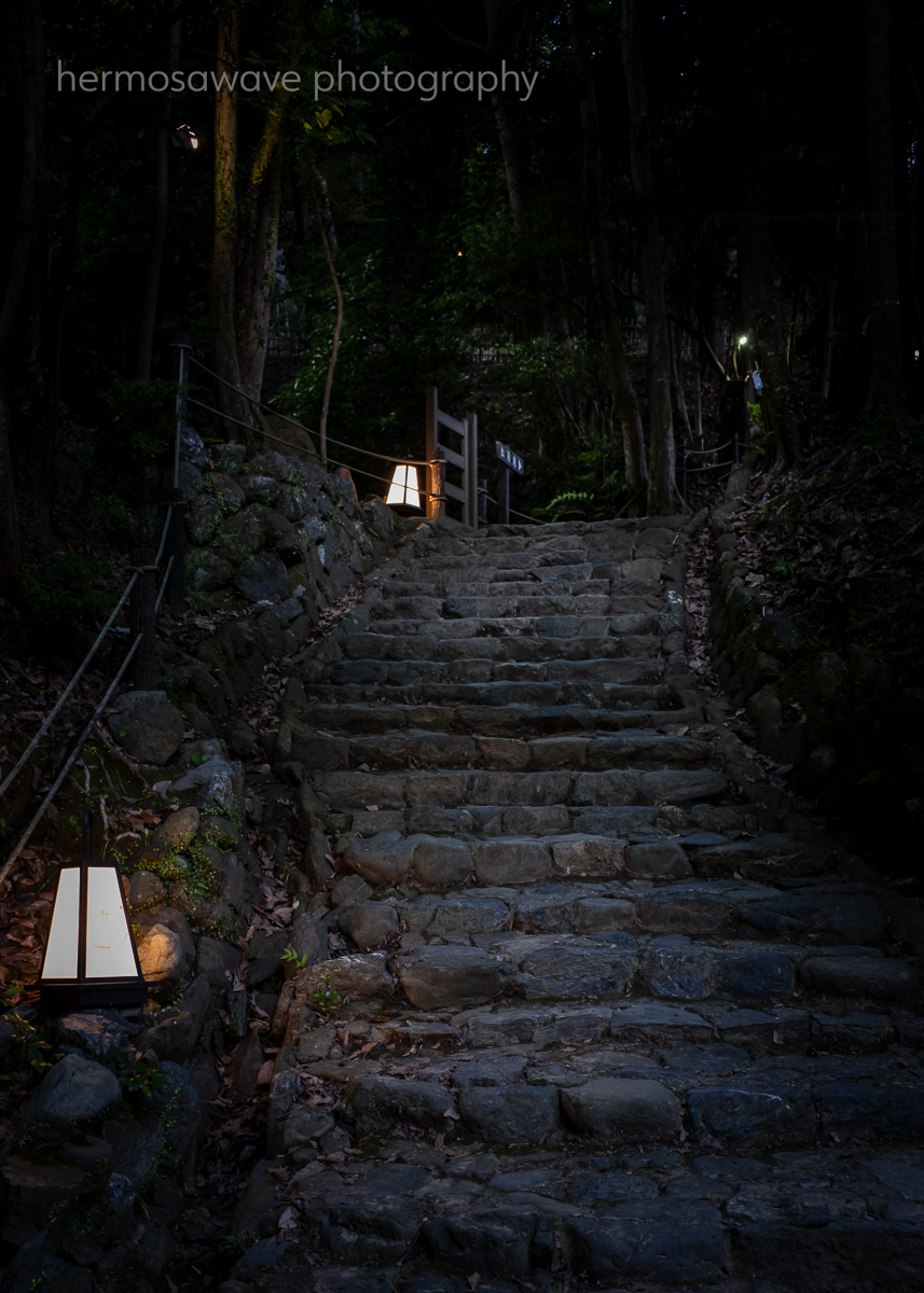 Into the Woods・森に入り