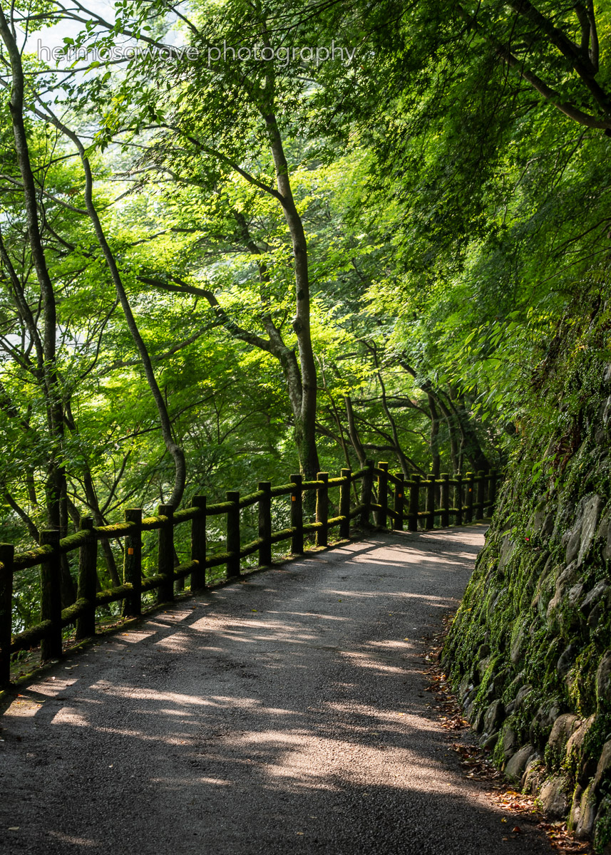 A Walk in the Woods・森の散歩