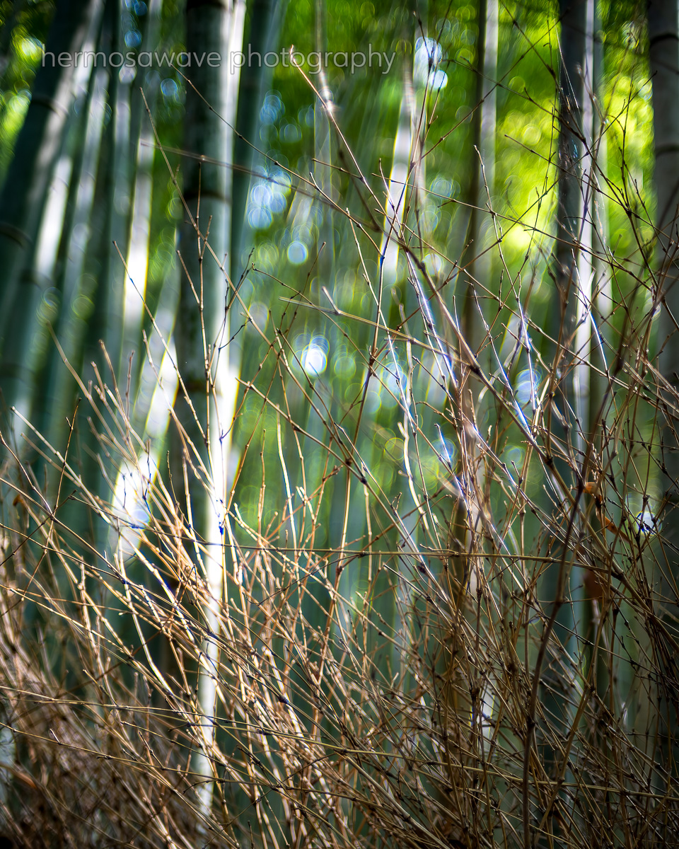 Bokeh in the Bamboo・竹のボケ