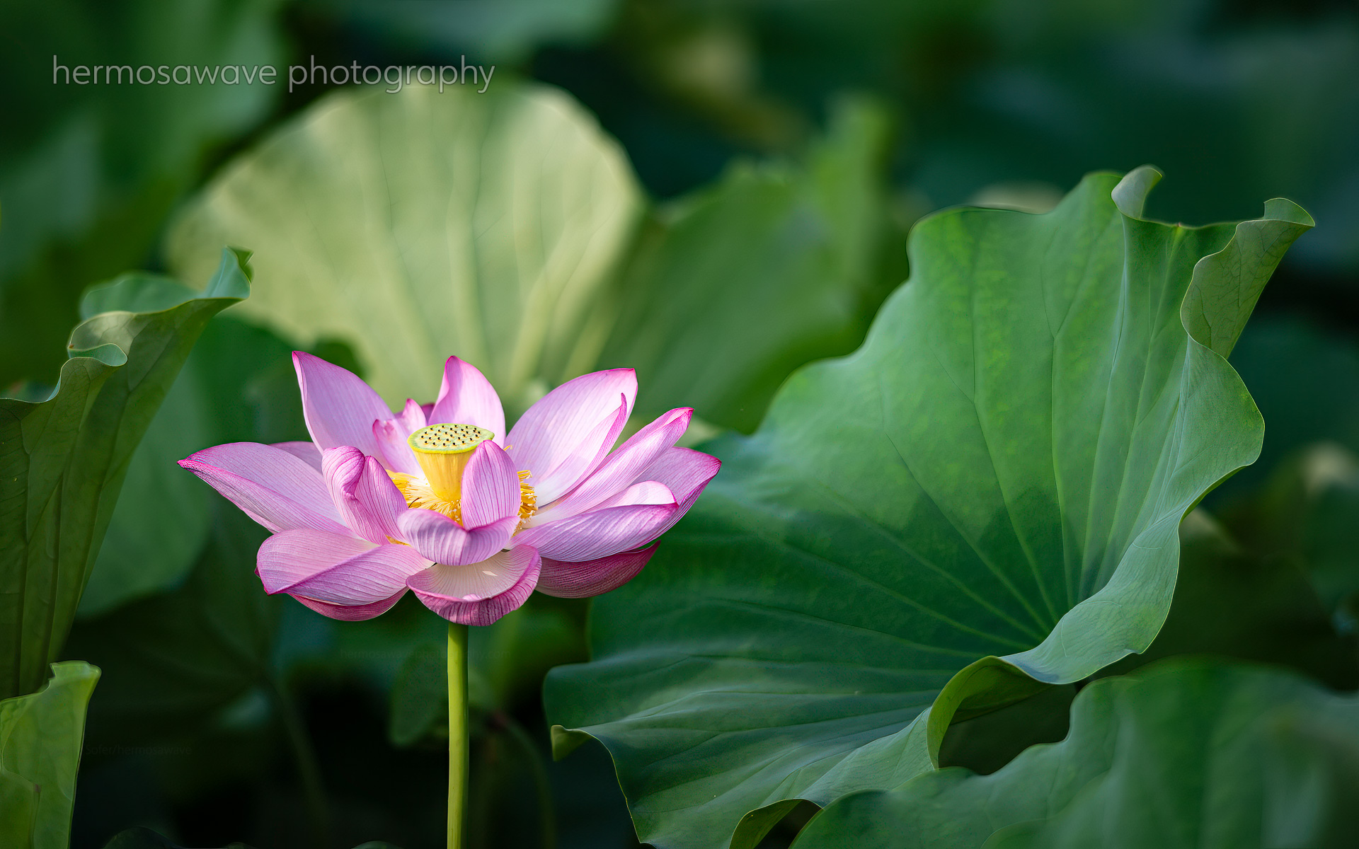 Pink Lotus・ハス