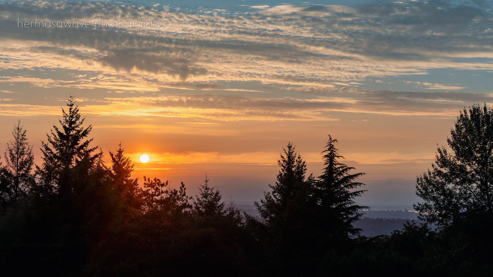 Sunset in the Trees