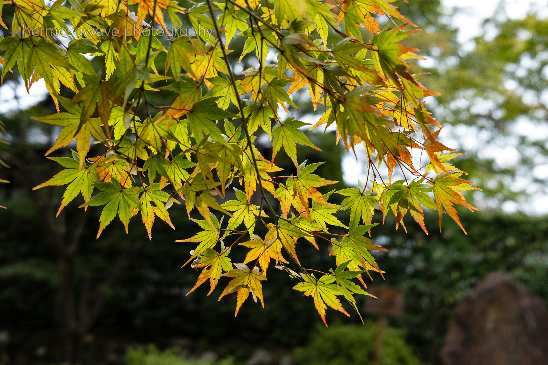 Autumn Leaves・秋の紅葉