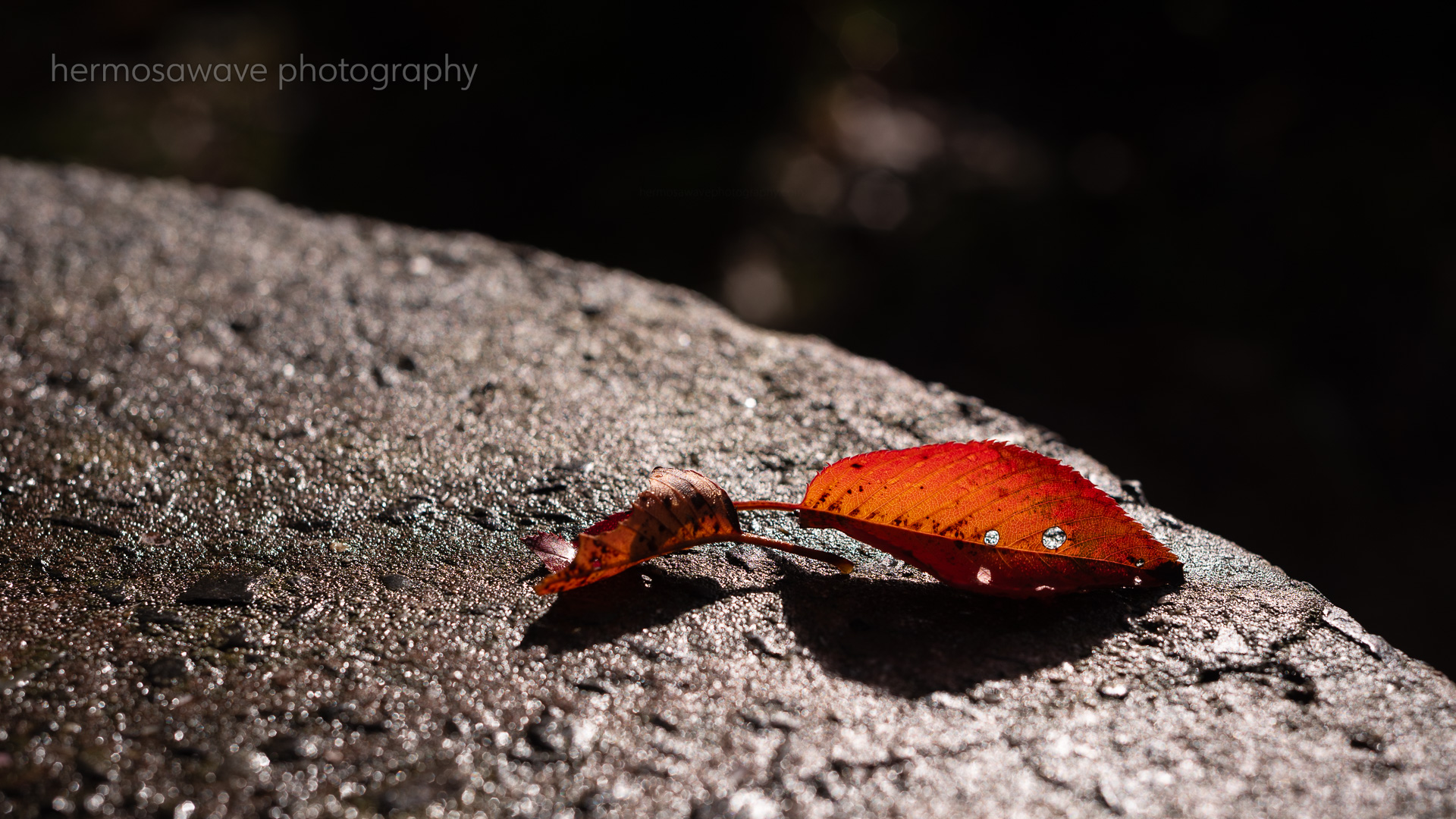 Red Cherry Leaves・桜紅葉