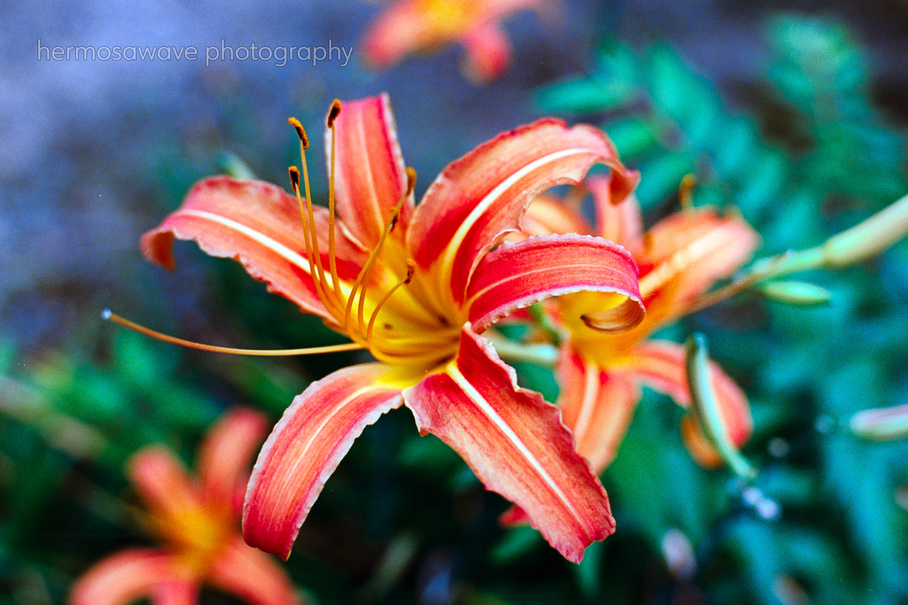 Daylily・ユリ