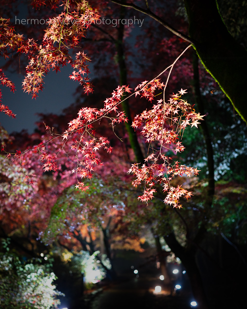 Momiji Garden・もみじ園