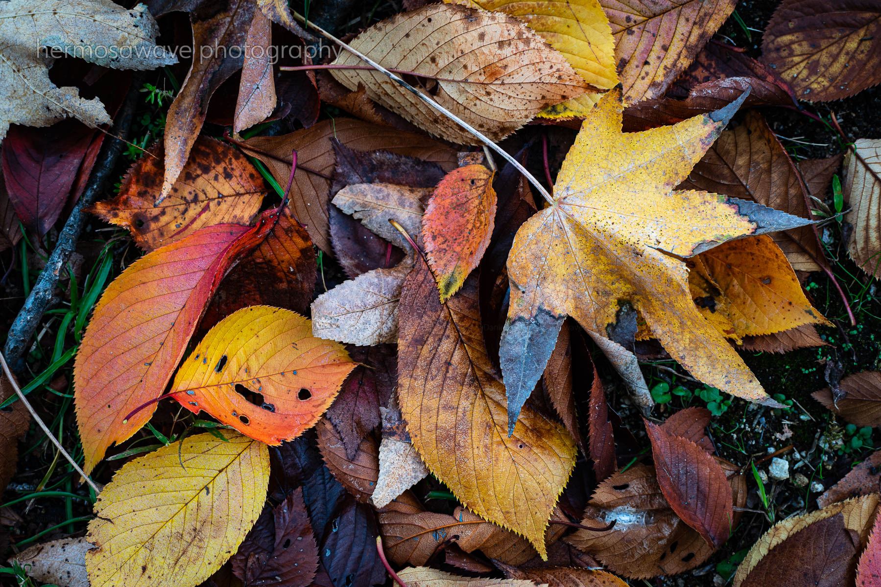 Leaves on the Ground・ 落ち葉